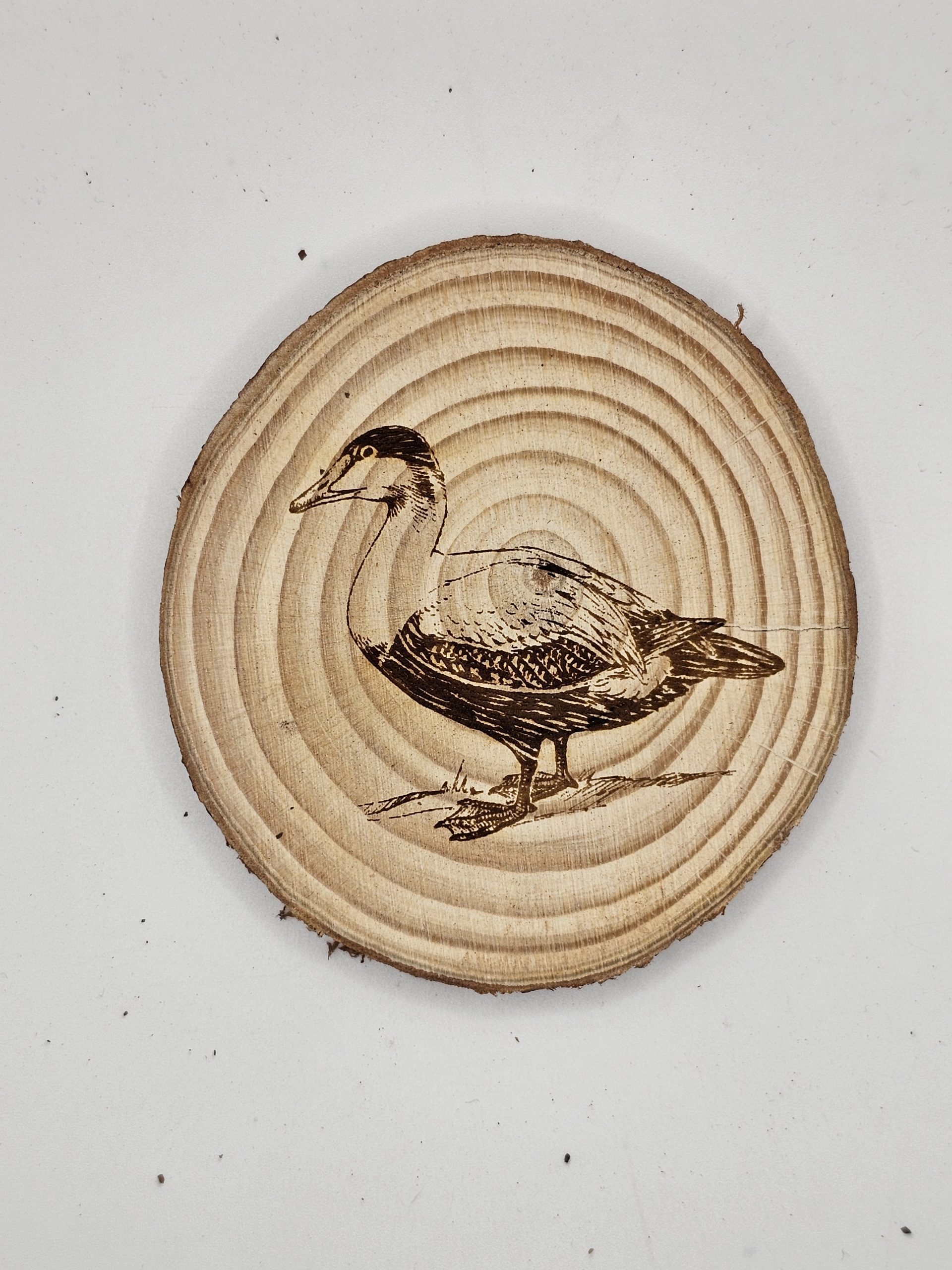 Wooden Coasters - Bird Designs - Image 10